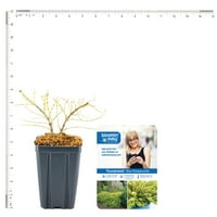 Bloomin 'Easy® Lonicera Thunderbolt® 4 lonctliners® set biljke Van Zyverden White djelomični oprašivač sunca LBS