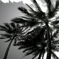 Havaji, pogled odozgo na visoke palme na nebu. Autor: