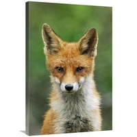 U. Red Fox, Nacionalni park Hoge Veluwe, Gelderland, Nizozemska Art Print - Jan Vermeer