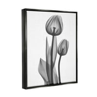 Moderna prozirna grafika od tulipana, crno platno s plutajućim okvirom, zidni tisak, dizajn Alberta ketsiera